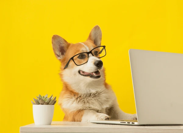 descripcion de la imagen